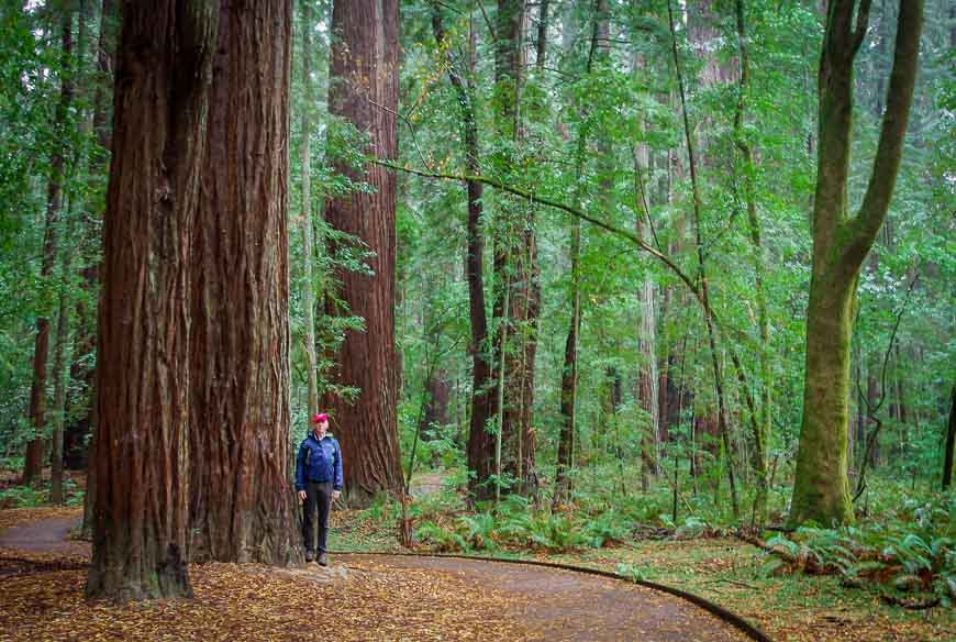 Massive trees in Hendy Woods State Park