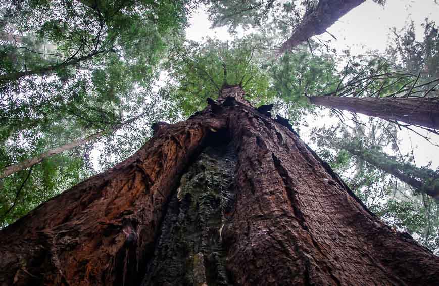 Looking way up into the redwoods Hendy Woods State Park