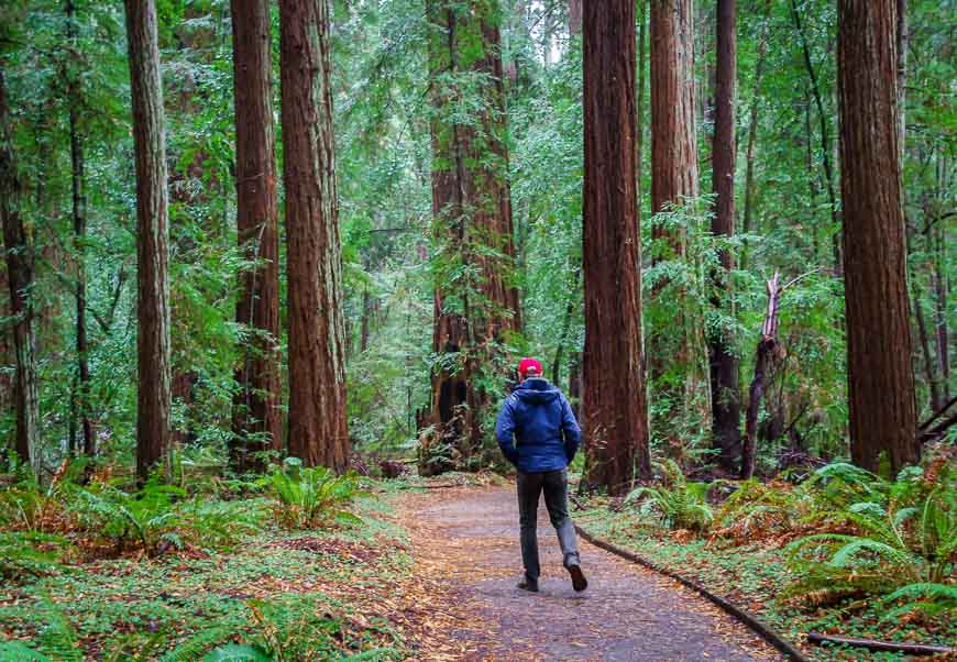 Man walking among the giant redwoods in Hendy Woods State Park