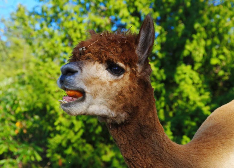 The alpacas will keep everyone amused