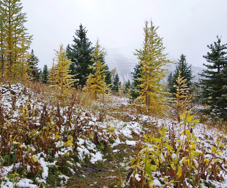 Fall is a fantastic time to do this hike for the larches