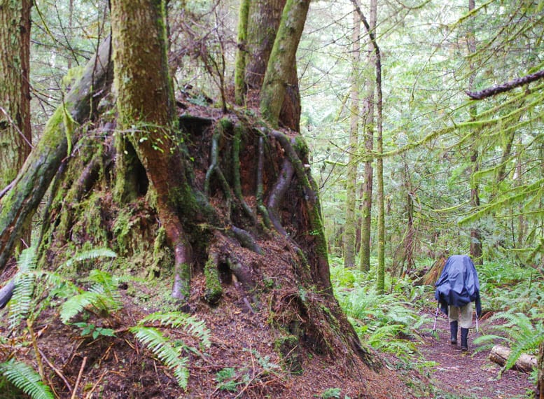 Backpacking the Sunshine Coast Trail: Sarah Point to Powell River