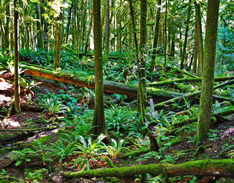 Backpacking the Sunshine Coast Trail: Sarah Point to Powell River