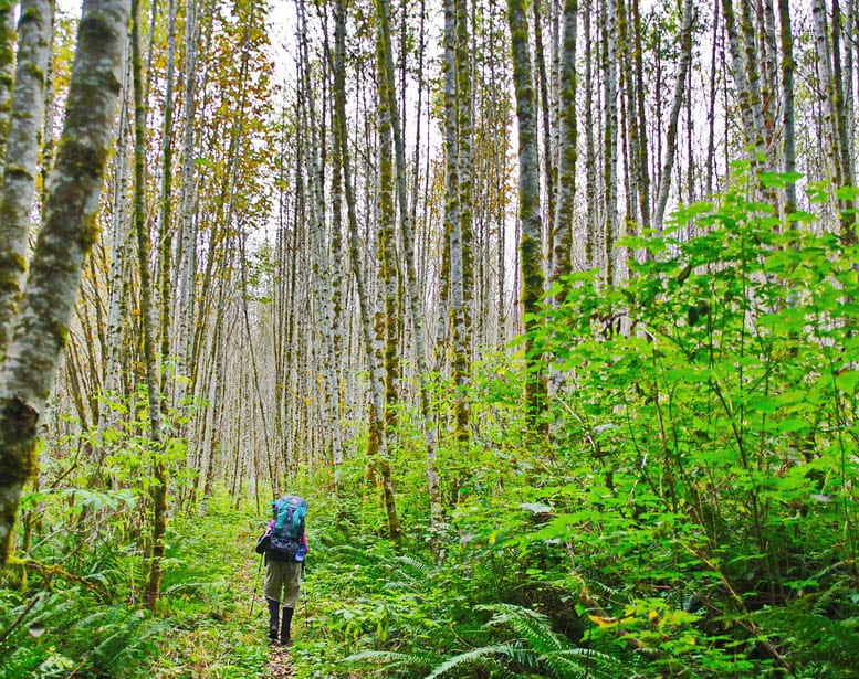 Backpacking the Sunshine Coast Trail: Sarah Point to Powell River