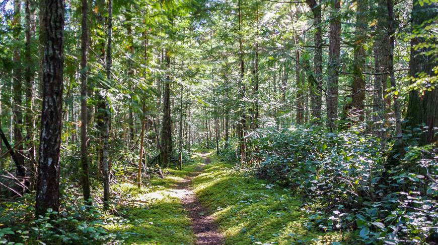 Moss lined trail