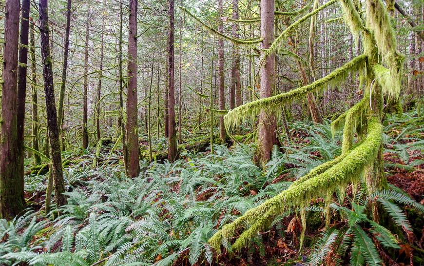Sometimes the forest looks prehistoric on the Sunshine Coast Trail