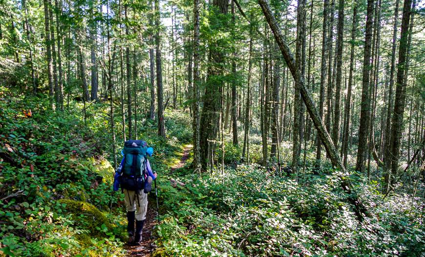 Beautiful open forest as we leave Manzanita Hut