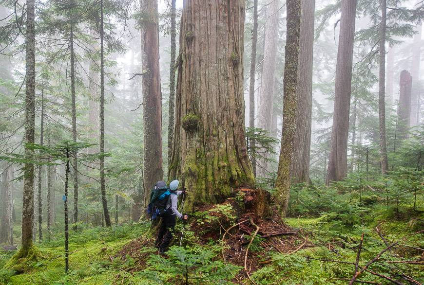 Some of the trees stop you dead in your tracks - this one is the Queen of the Mountain