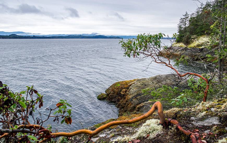 Beautiful arbutus trees can be seen anytime you're around the coast