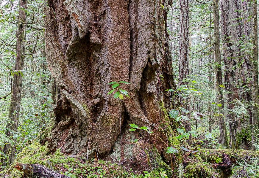 One of the massive trees with incredibly thick bark seen on the Sunshine Coast Trail