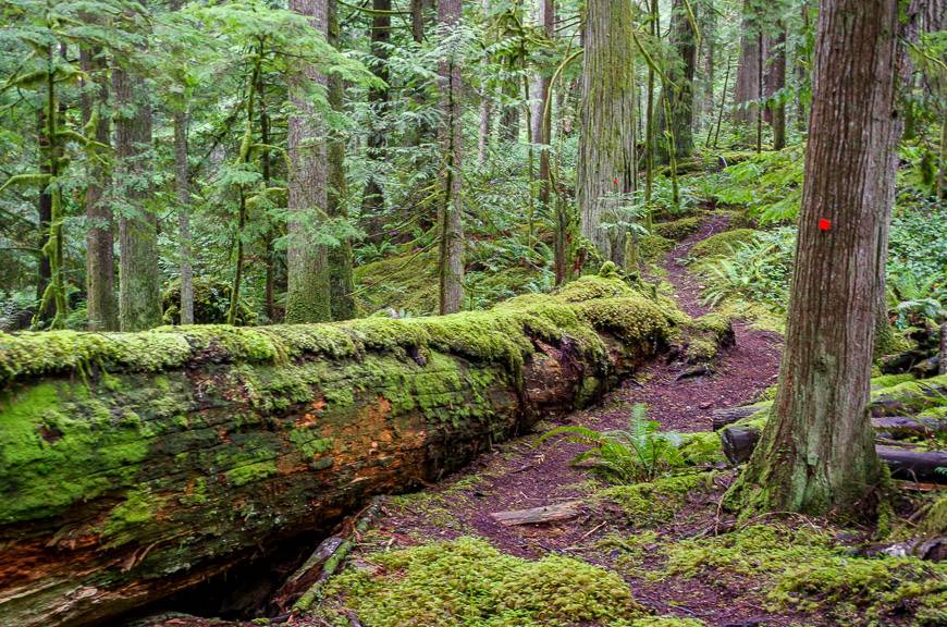 A lot of this part of the Sunshine Coast Trail looked like this