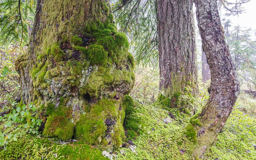 The trees around Mt Troubridge will astound you with their beauty