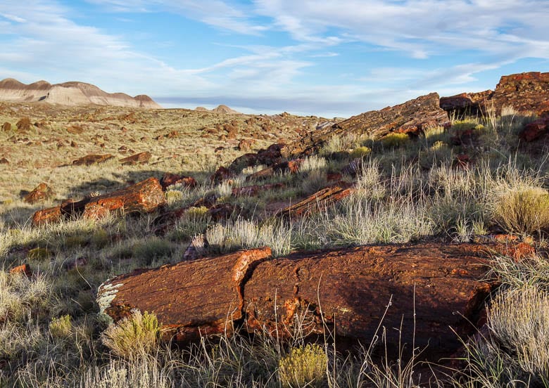 Petrified logs are scattered across the landscape on the Long Logs Trail