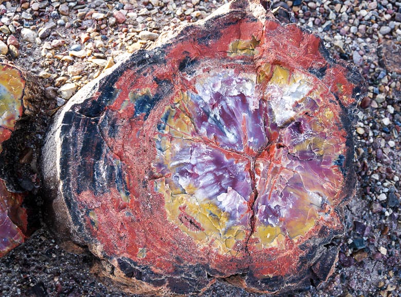 Remarkable colours in some of the petrified logs