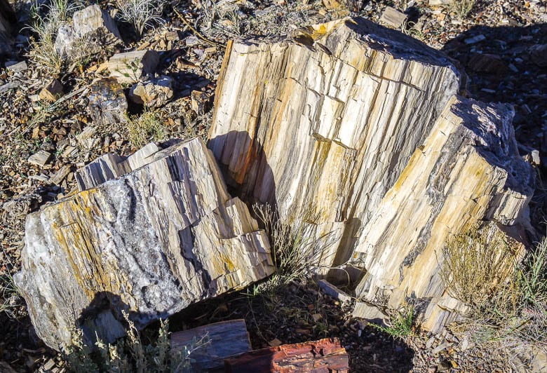 Close-up of the inside of a log in Petrified Forest National Park