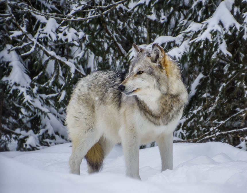 Highlights of 2016 - Walking with wolves in Quebec