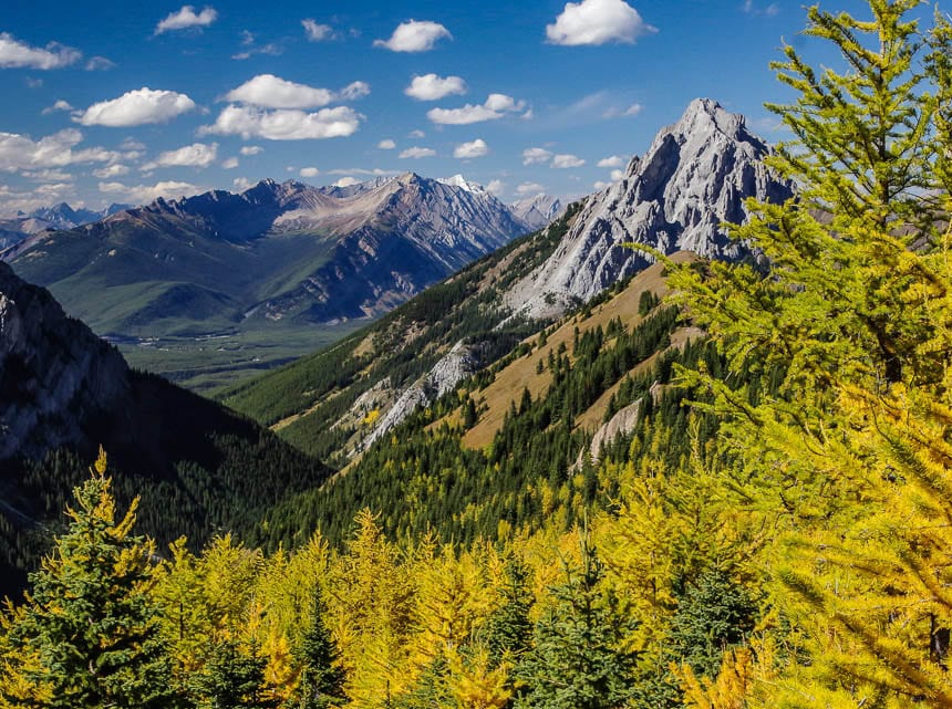 Another patch of in your face yellow larches on the descent from the ridge