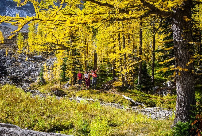 Happiness is hiking in a forest of yellow