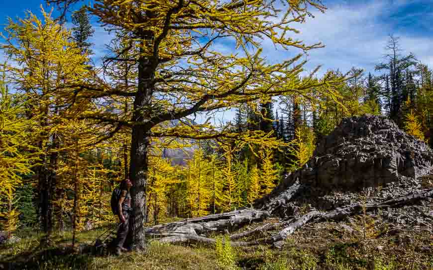 Be prepared to be blown away by the larches on the Pocaterra Ridge hike