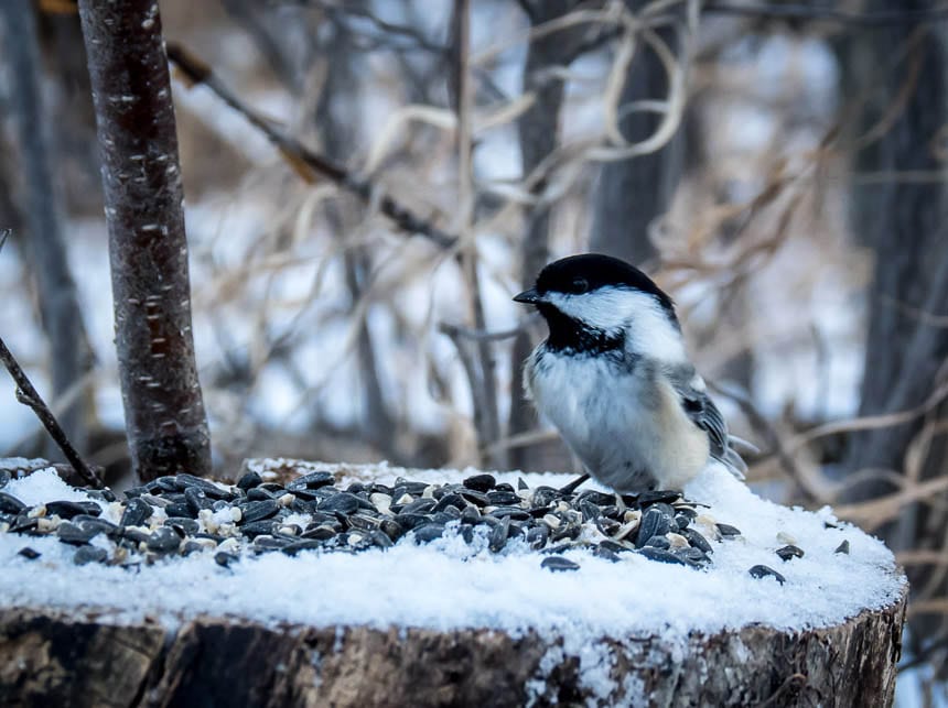 You'll find plenty of birds other than magpies in Calgary