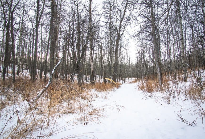 Trails for cross country skiing in Elk Island are multi-use and not track set