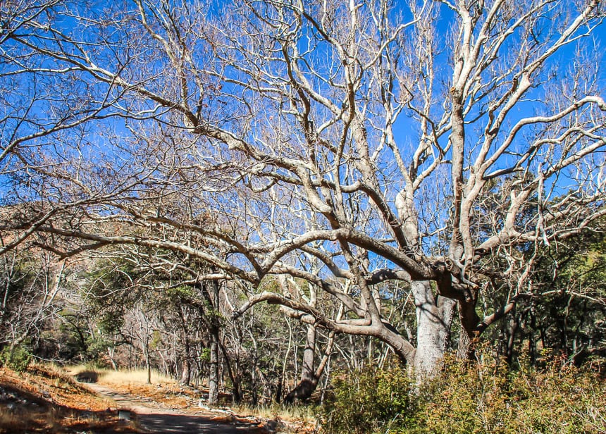 Monster sized sycamore trees seen in Ramsey Canyon