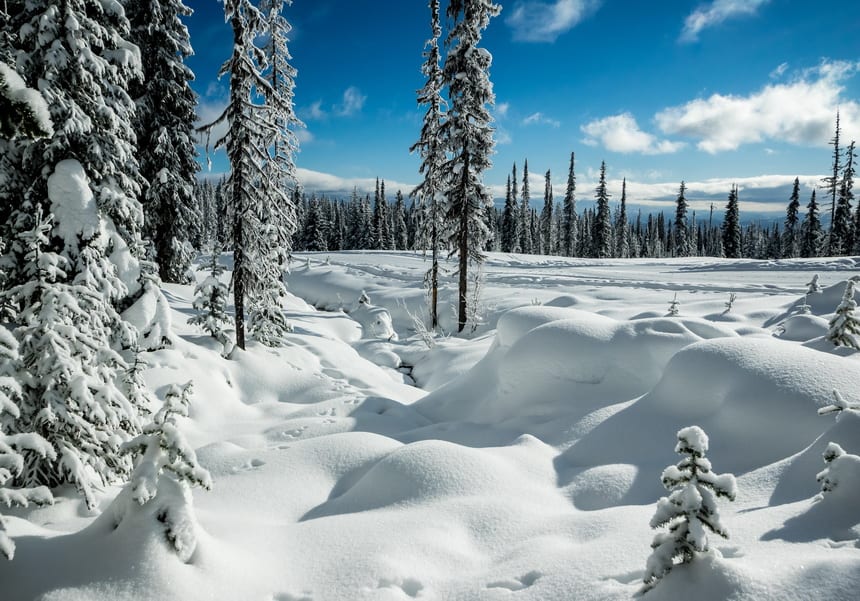 Snowshoers and cross-country skiers both enjoy this landscape