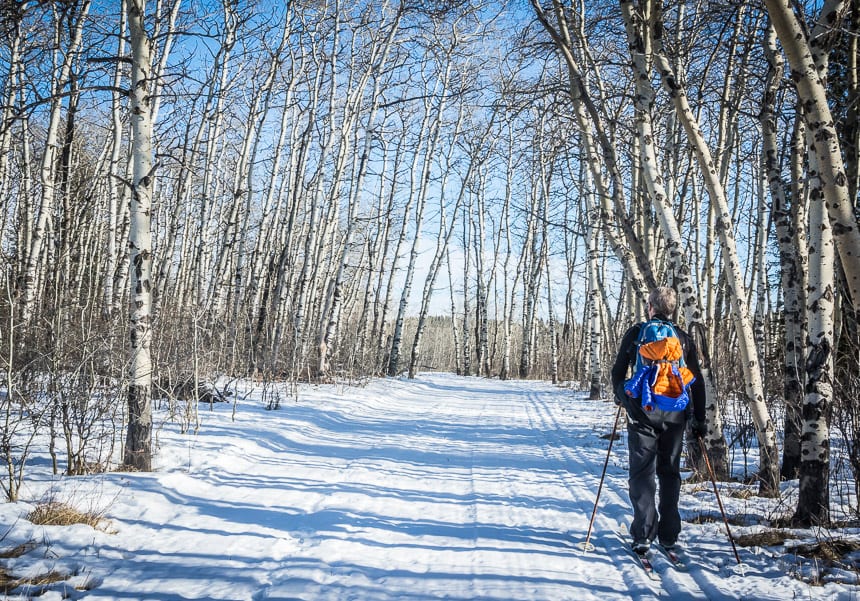 Look out for cougar tracks as you ski because they are in Cypress Hills in winter