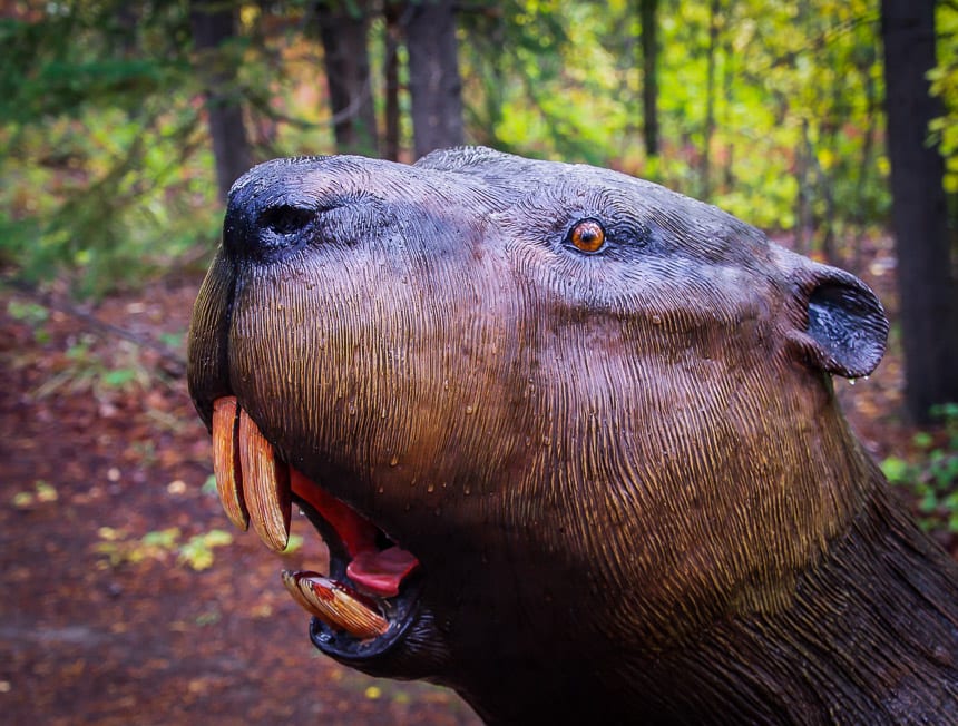 Giant beaver at the Yukon Beringia Interpretive Centre in Whitehorse