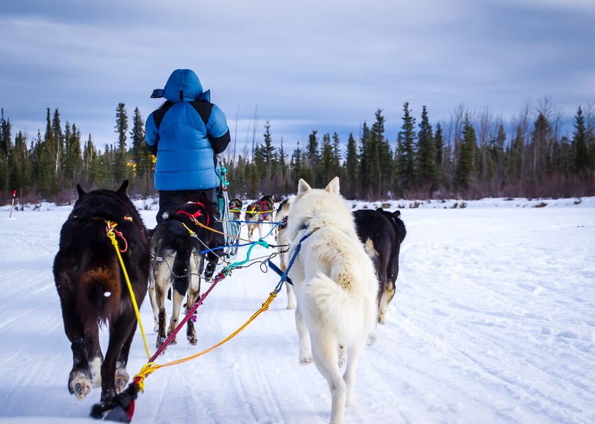 Fantastic dogsledding along the frozen Takhini River, Yukon