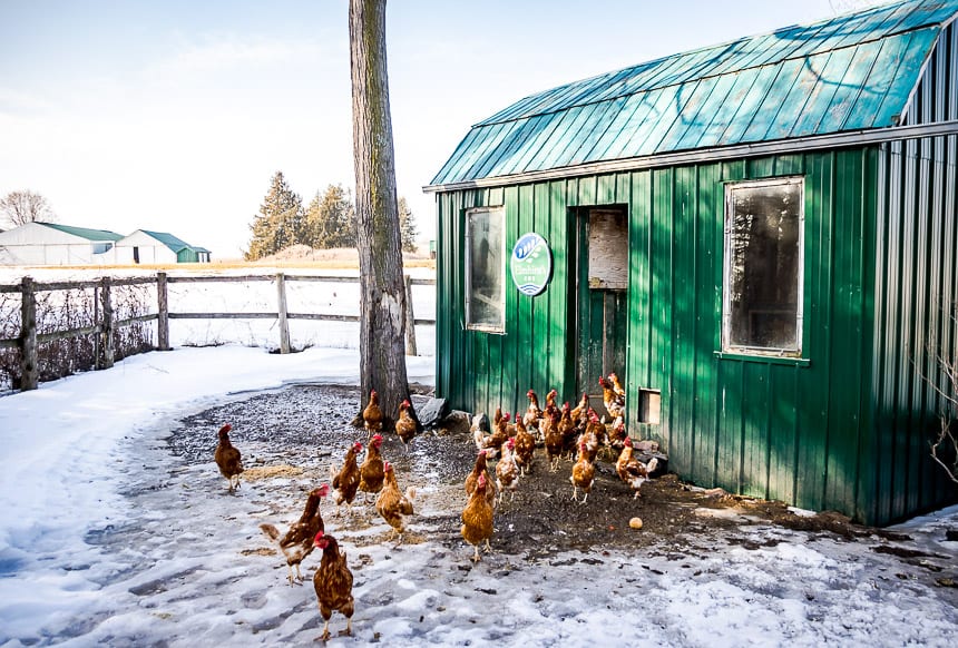 Rhode Island reds are raised at Elmhirst's Resort for their eggs ~18/day