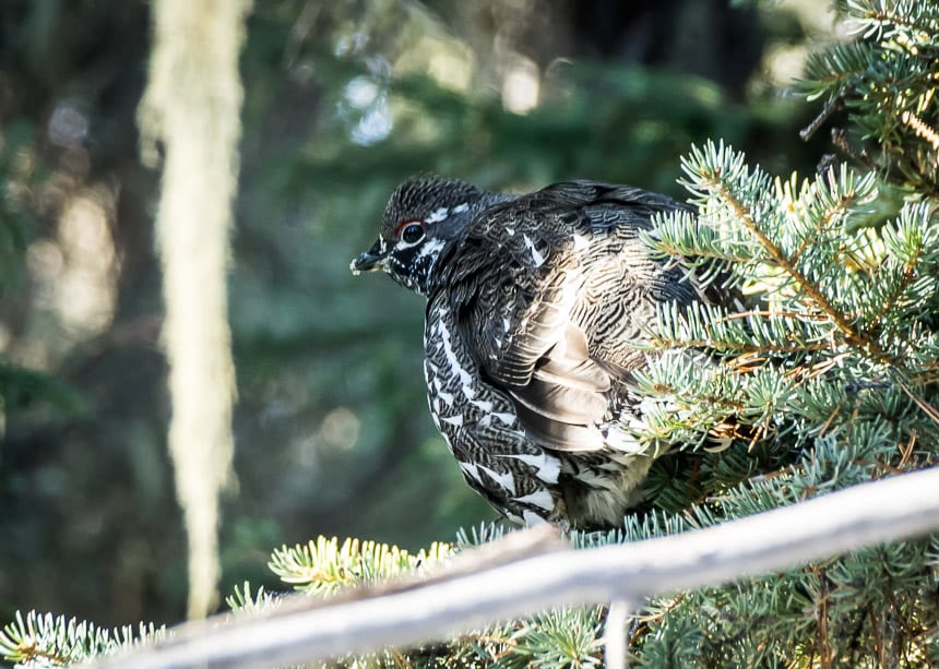 We inadvertently flushed about five spruce grouse into the trees