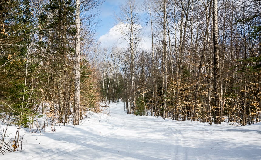 The hardwood forests in the Kawarthas