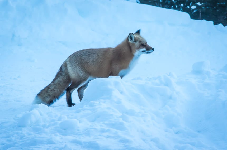 Kikki the fox, a regular in the area