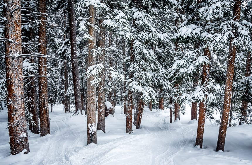 Tree skiing at Winter Park