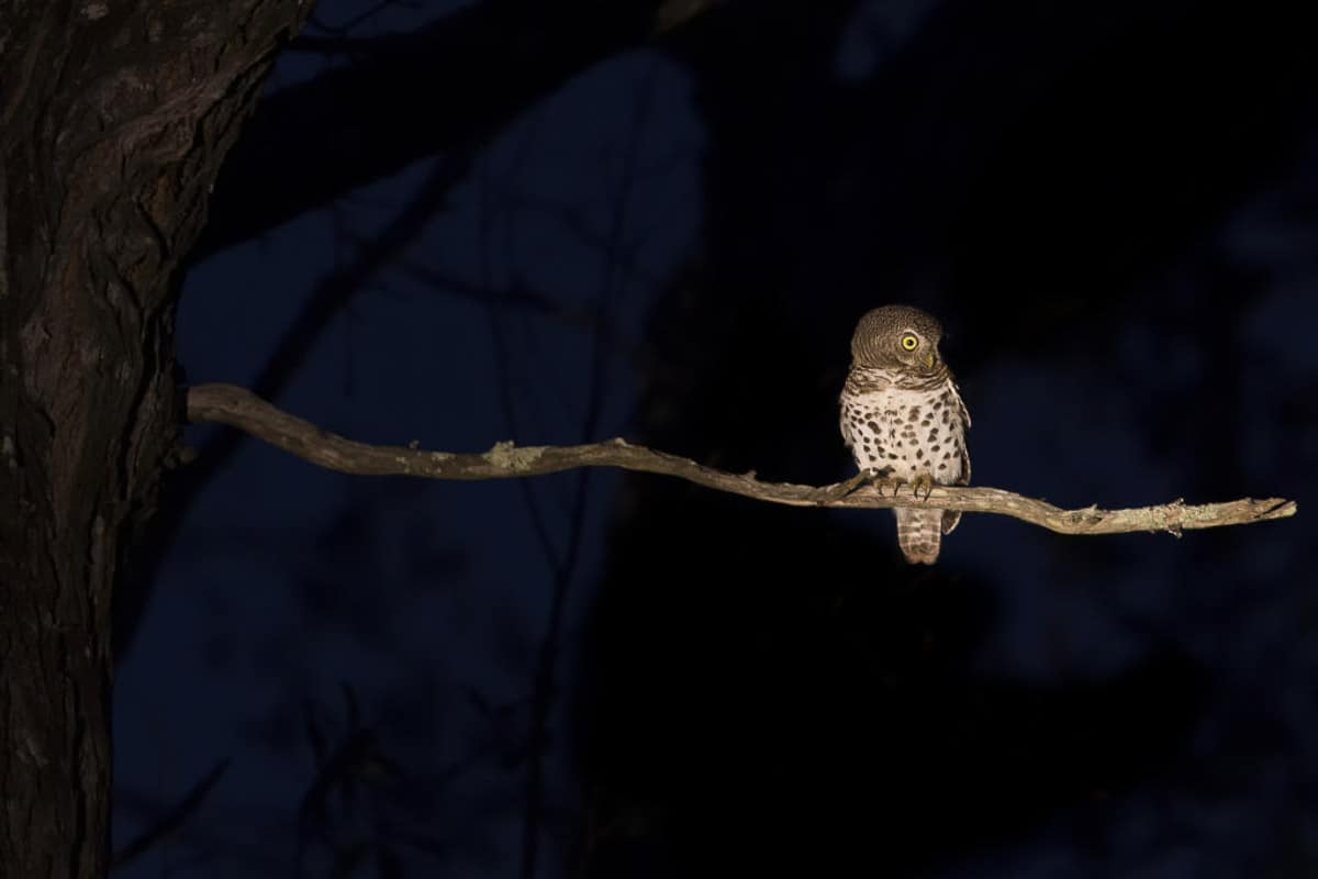 Barred owl seen on a night hike from Manitoulin EcoPark 