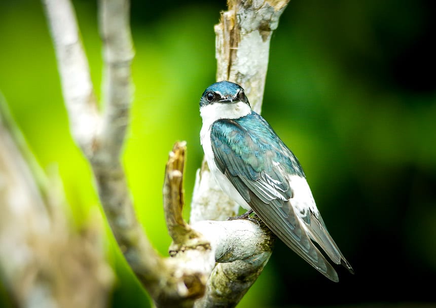 You'll see lots of birds on the trip around Monkey Island including this mangrove swallow