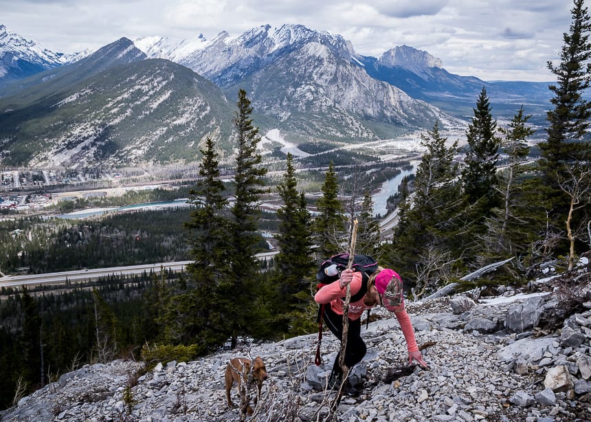 Lots of dogs on this trail