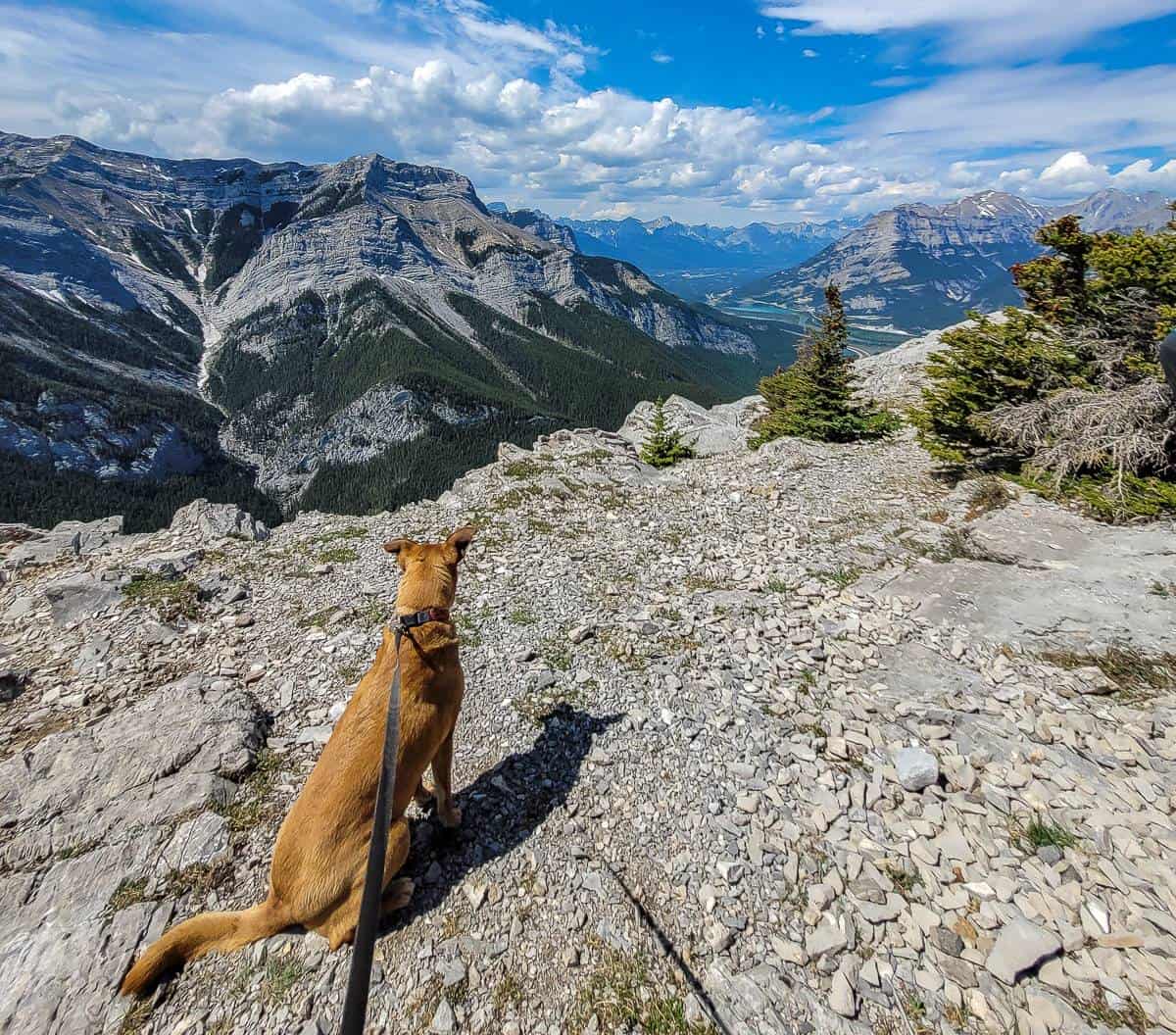 Our dog on the summit of Heart Mountain