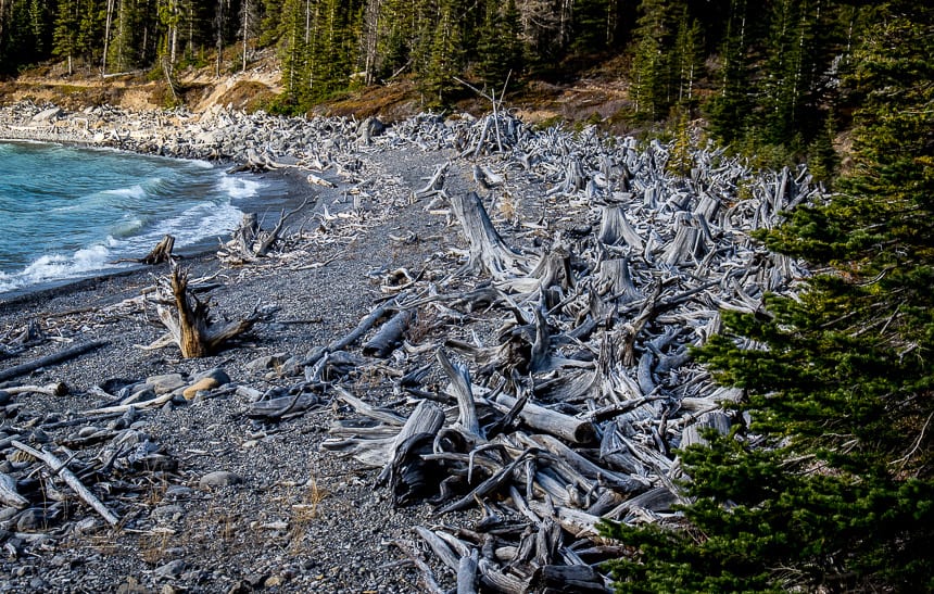 Masses of dead logs along Upper Kananaskis Lake