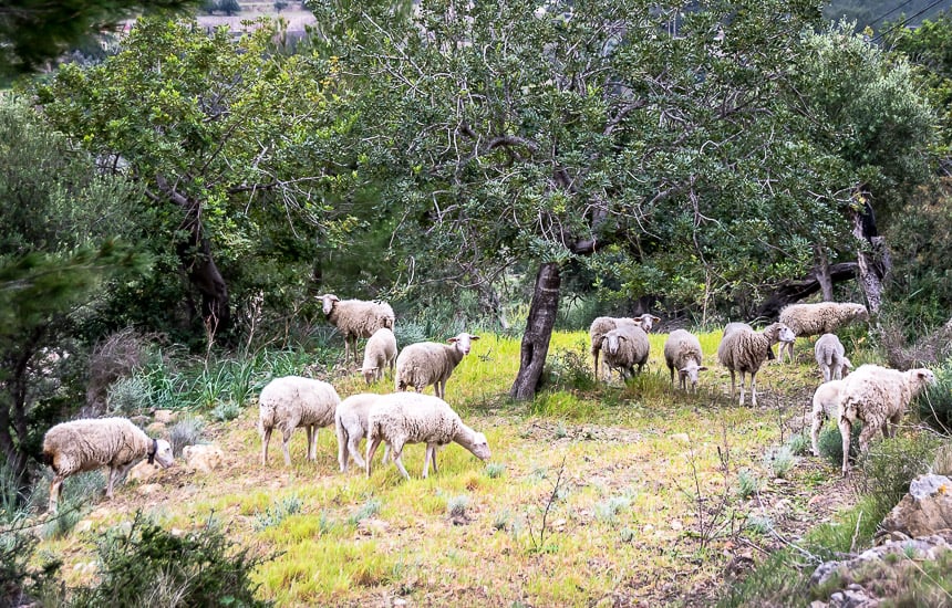 Hiking the GR221: Estellencs to Valldemossa