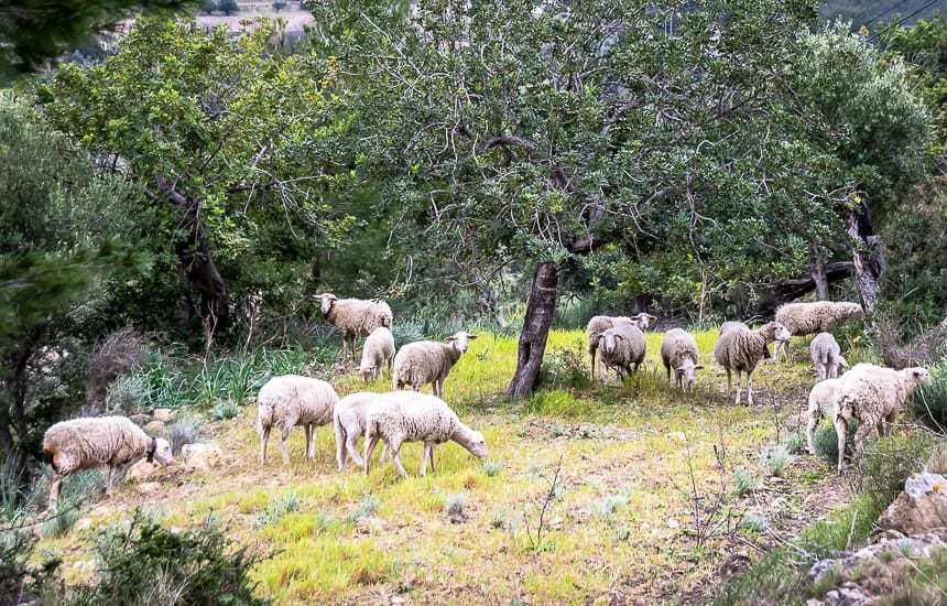  No shortage of sheep or goats on the island - many sporting an annoying 