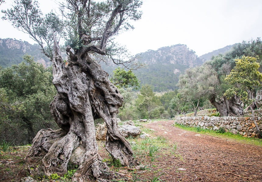 Hiking the GR221: Estellencs to Valldemossa