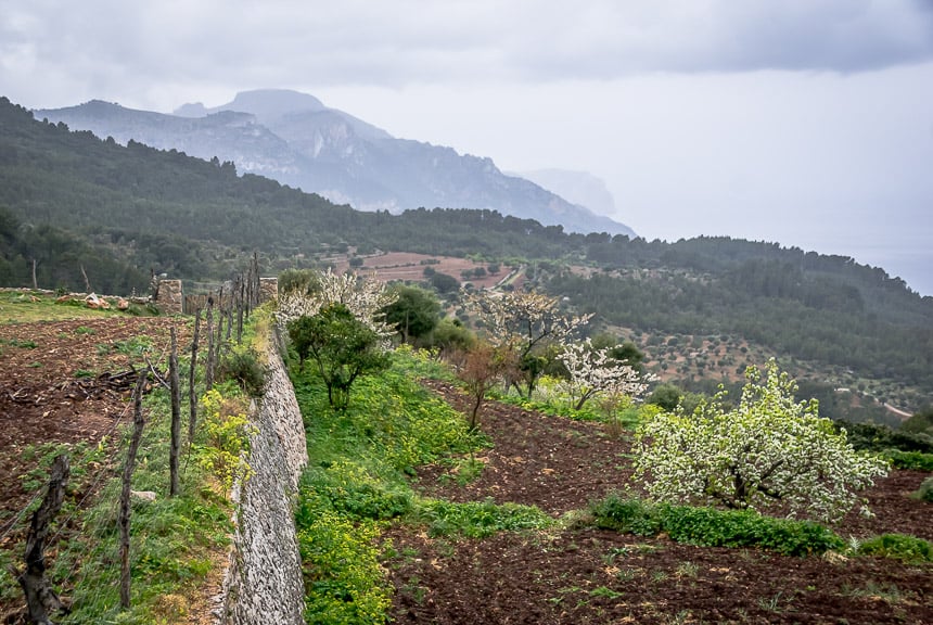 The terracing on the GR221 on the way to Banyalbufar is incredible