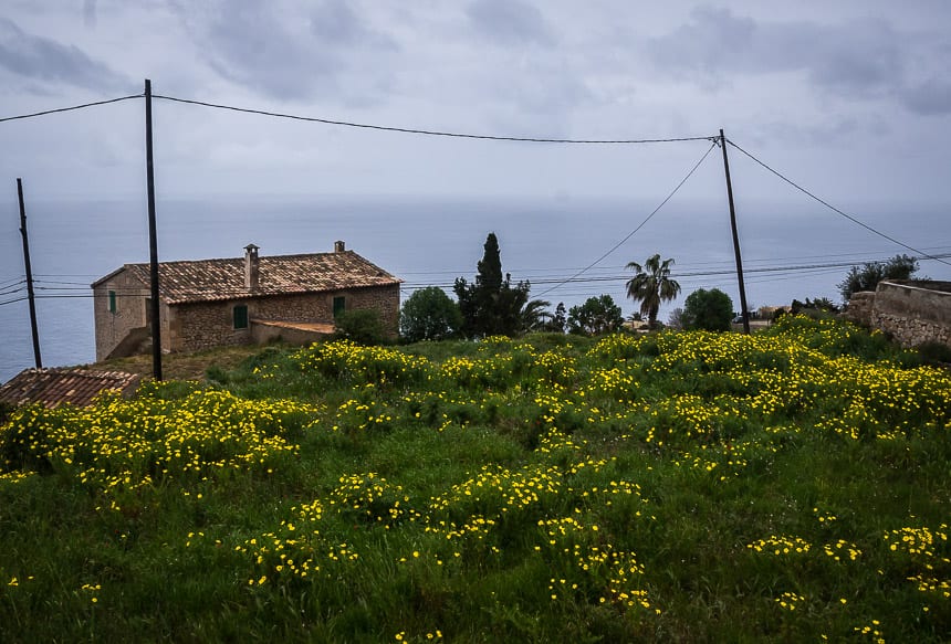 In late March the flowers are out on the Estellencs to Valldemossa hike