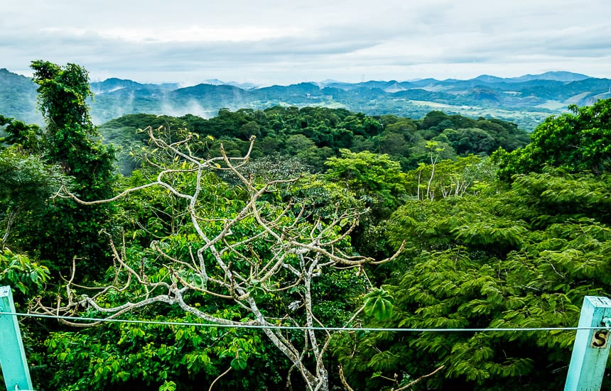 Looking out into the rain-forest