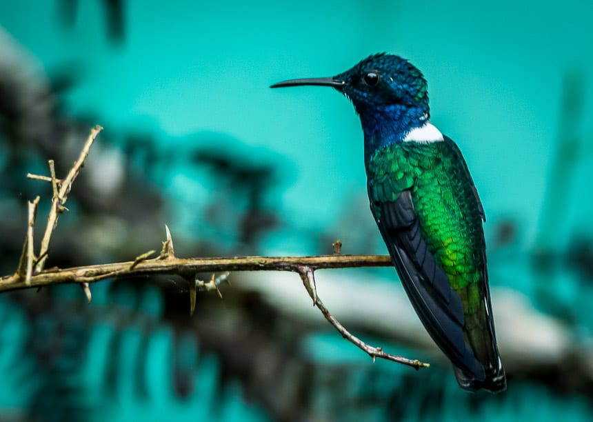  These hummingbirds (white-necked jacobin) are in abundance at the entrance to the tower