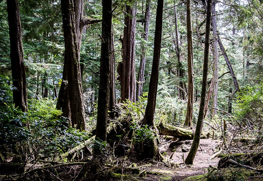 You can go for a walk in the forest on Clark Island and end up at a pocket beach