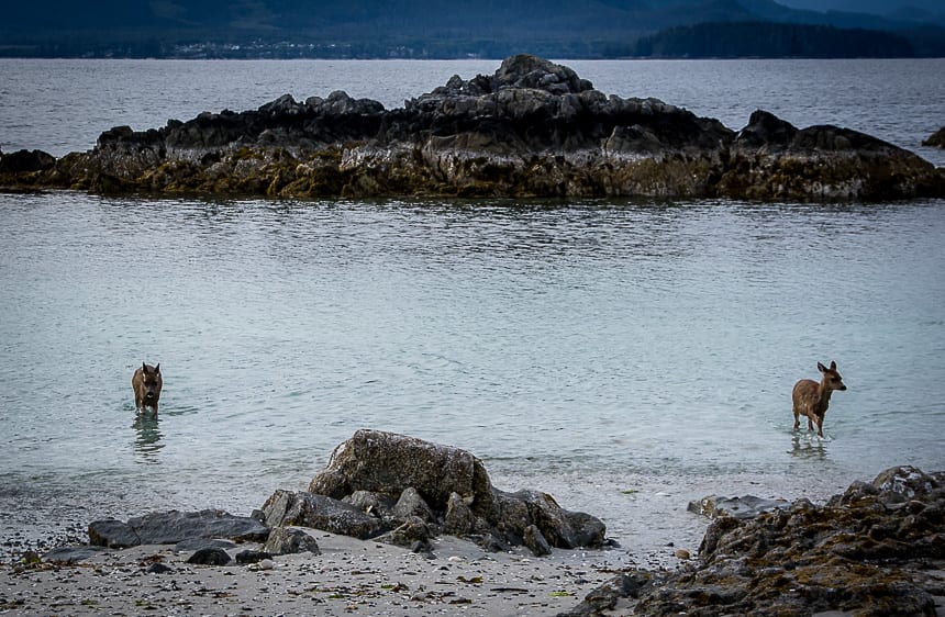 A couple of deer swimming to Clark Island