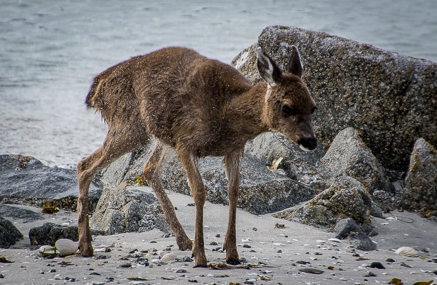 Deer on Clark Island